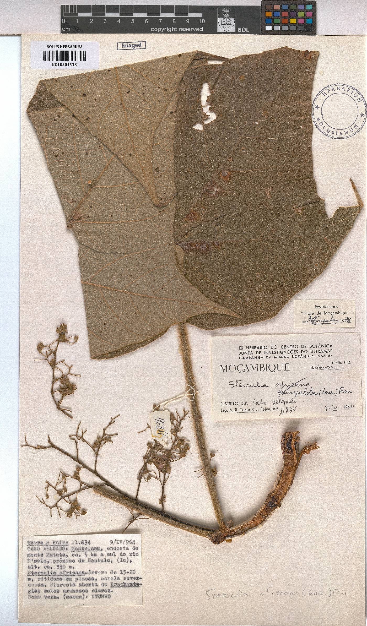Sterculia africana image