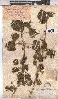Sterculia africana image