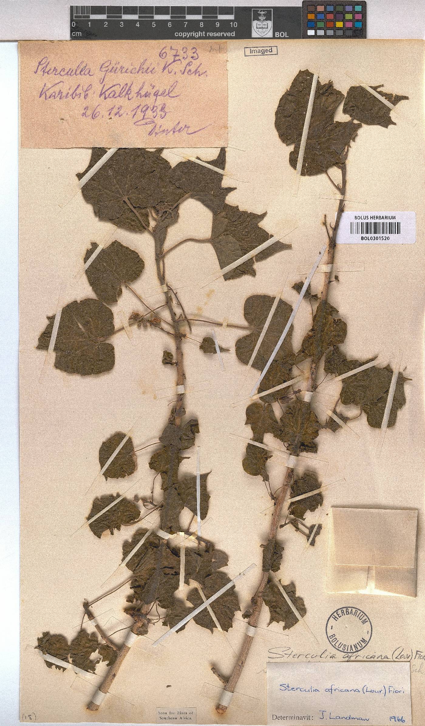 Sterculia africana image