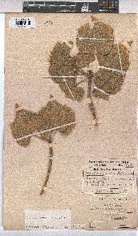 Sterculia africana image