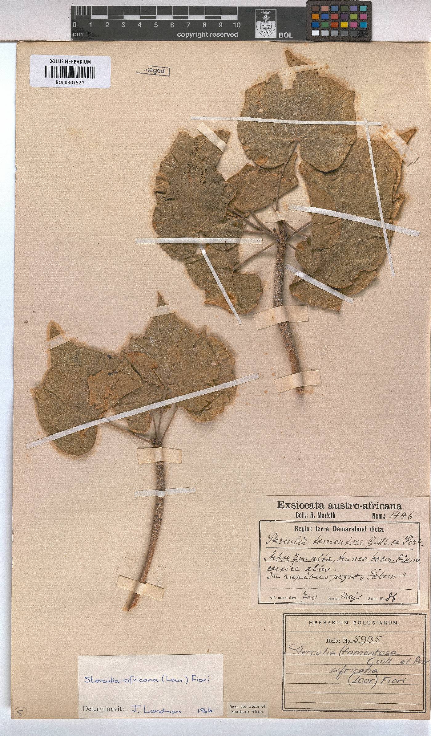 Sterculia africana image