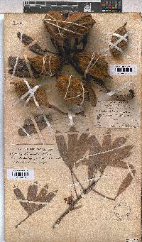 Image of Sterculia alexandri