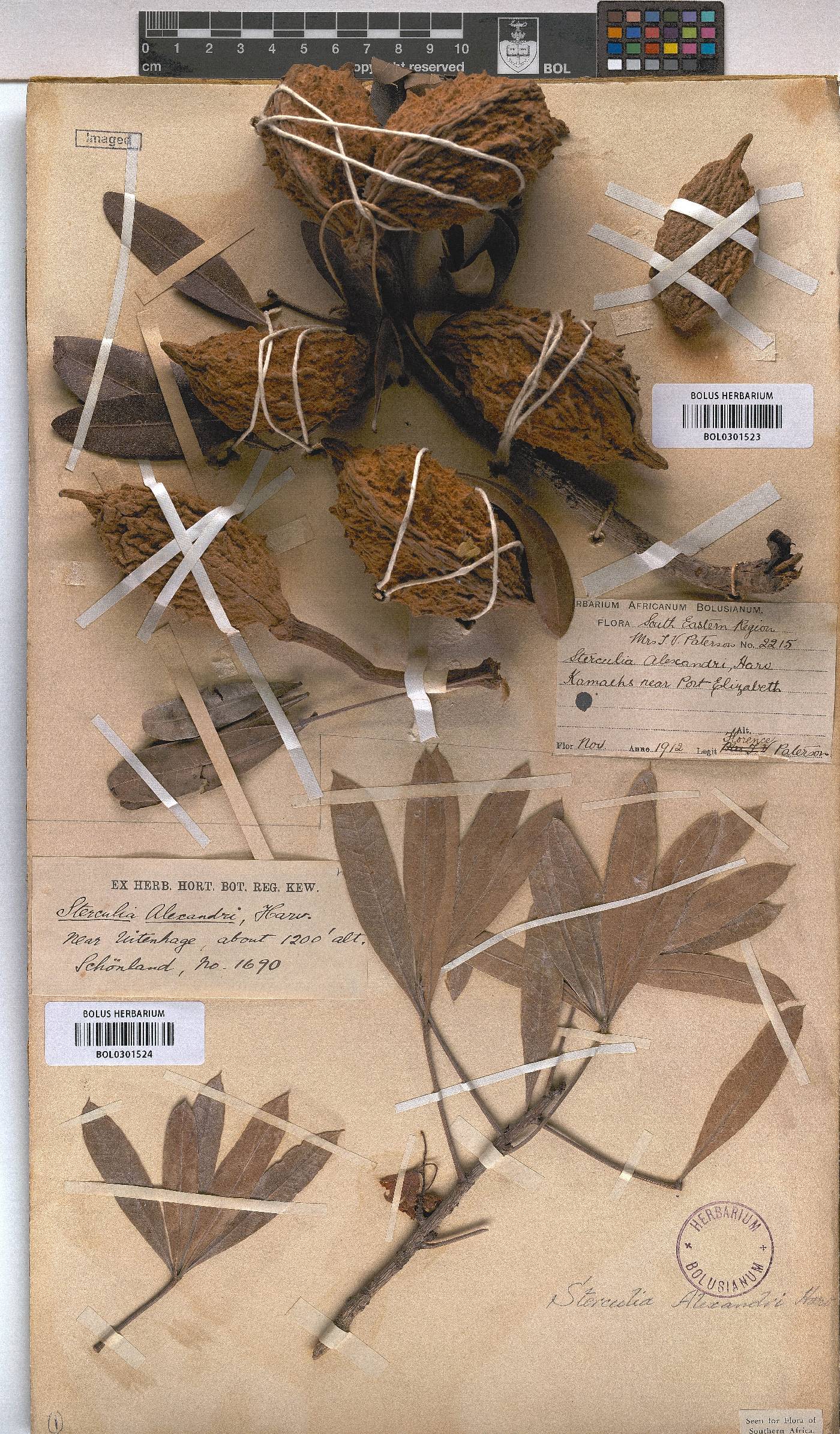 Sterculia alexandri image
