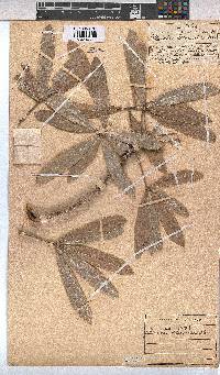 Sterculia alexandri image