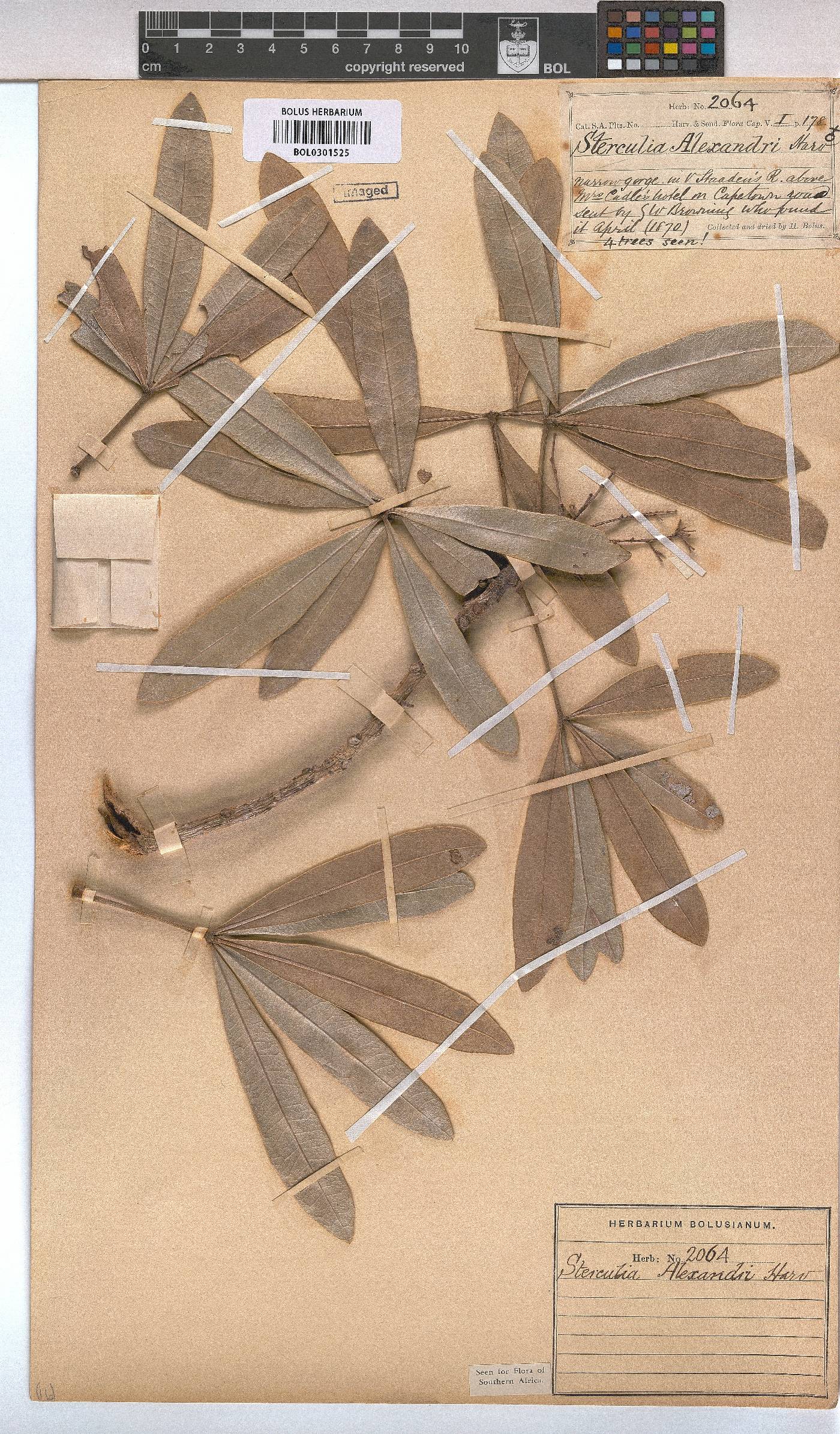 Sterculia alexandri image