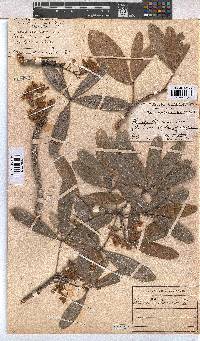 Sterculia alexandri image