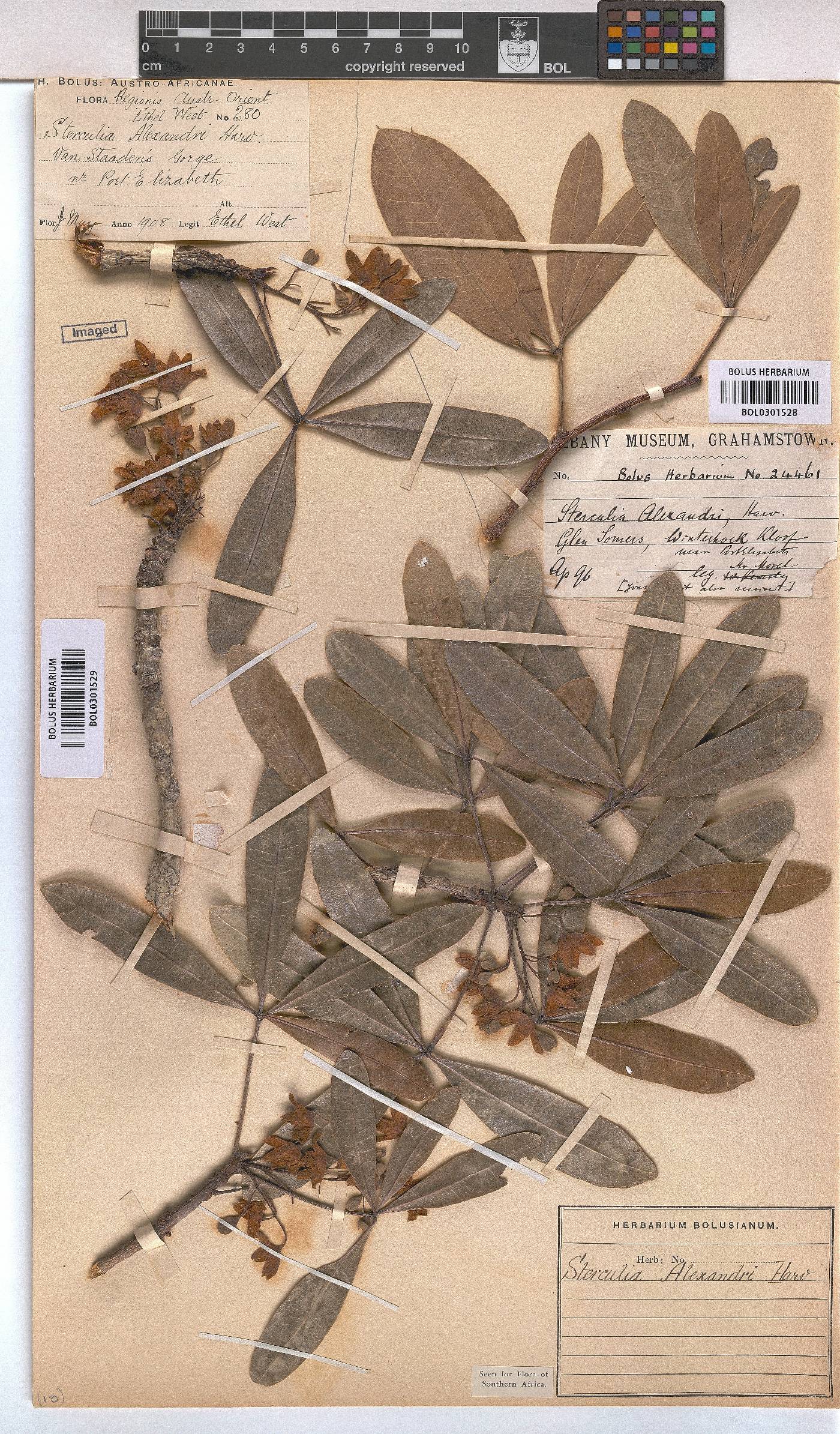 Sterculia alexandri image