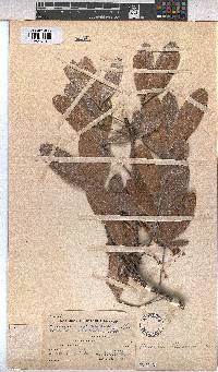 Sterculia alexandri image