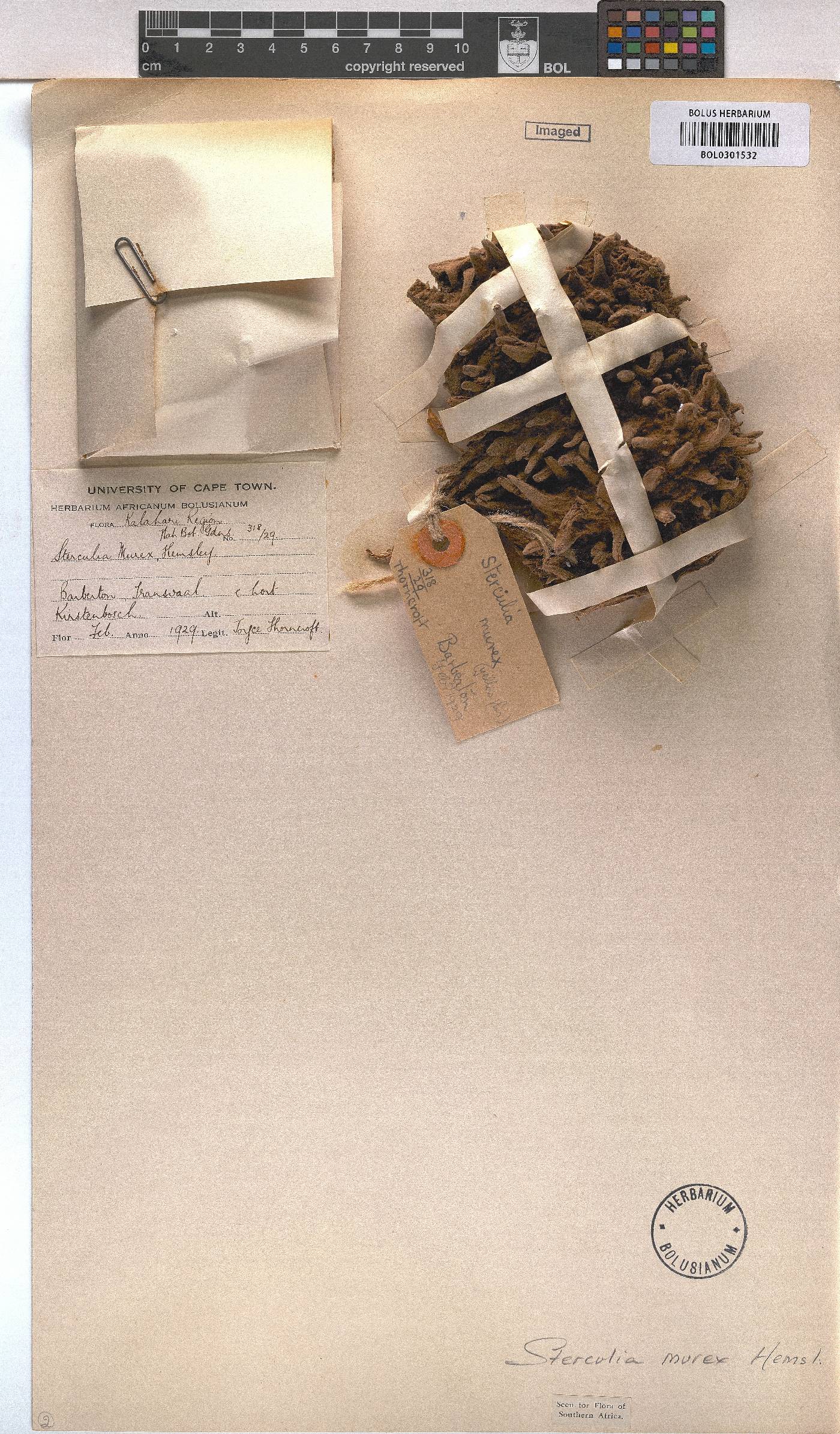 Sterculia murex image