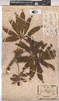 Sterculia murex image
