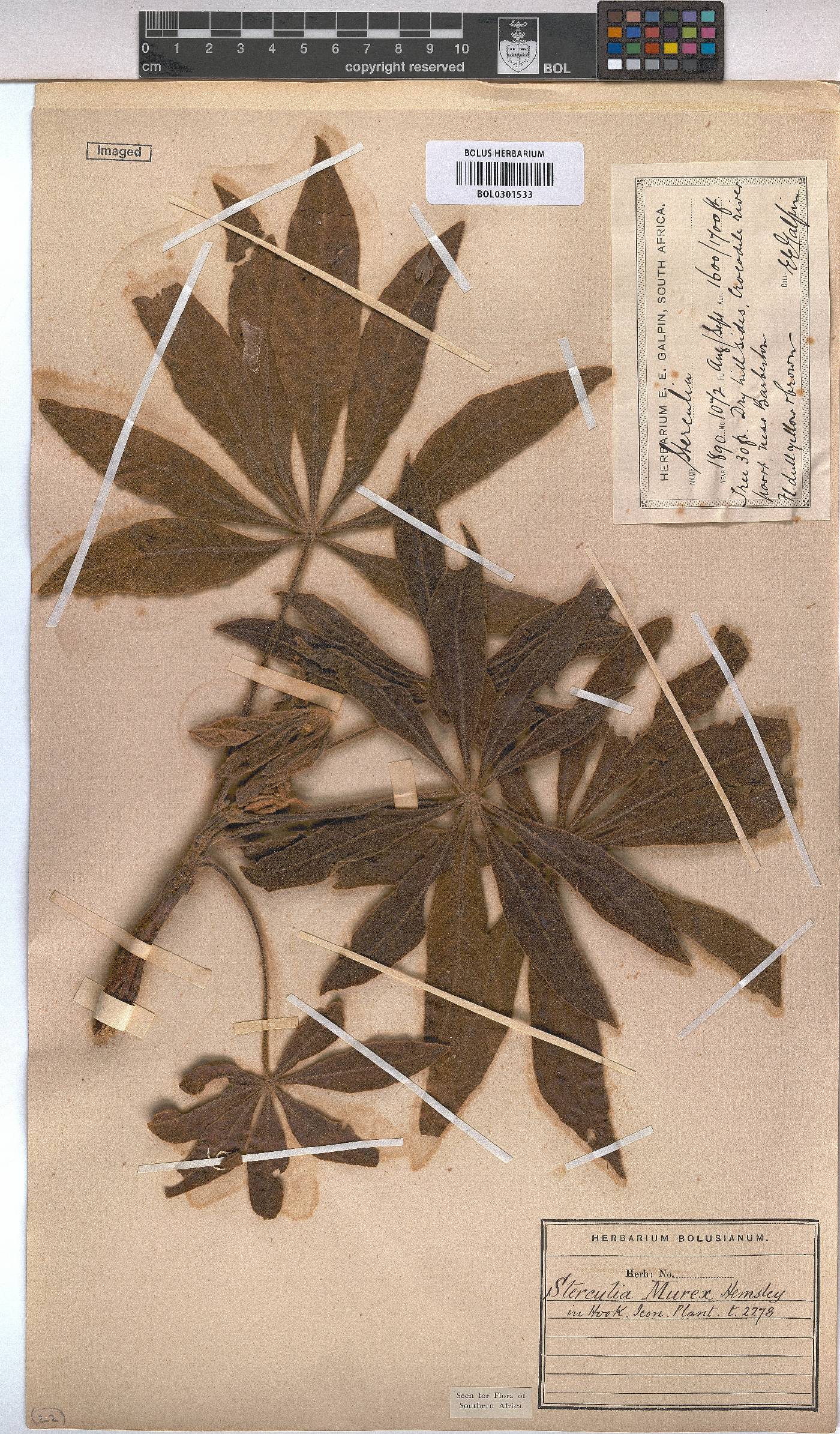 Sterculia murex image
