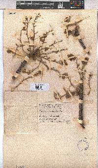 Sterculia murex image