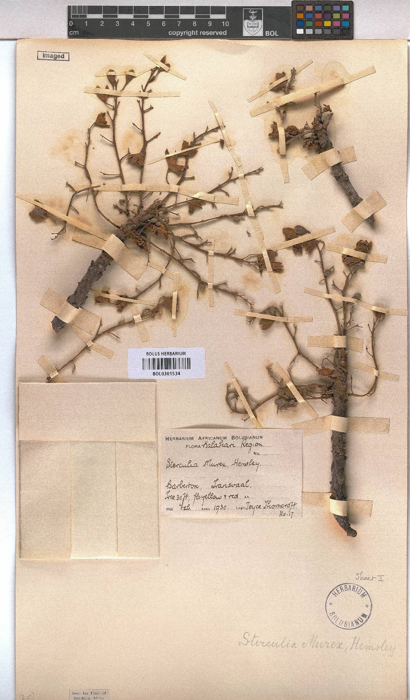 Sterculia murex image