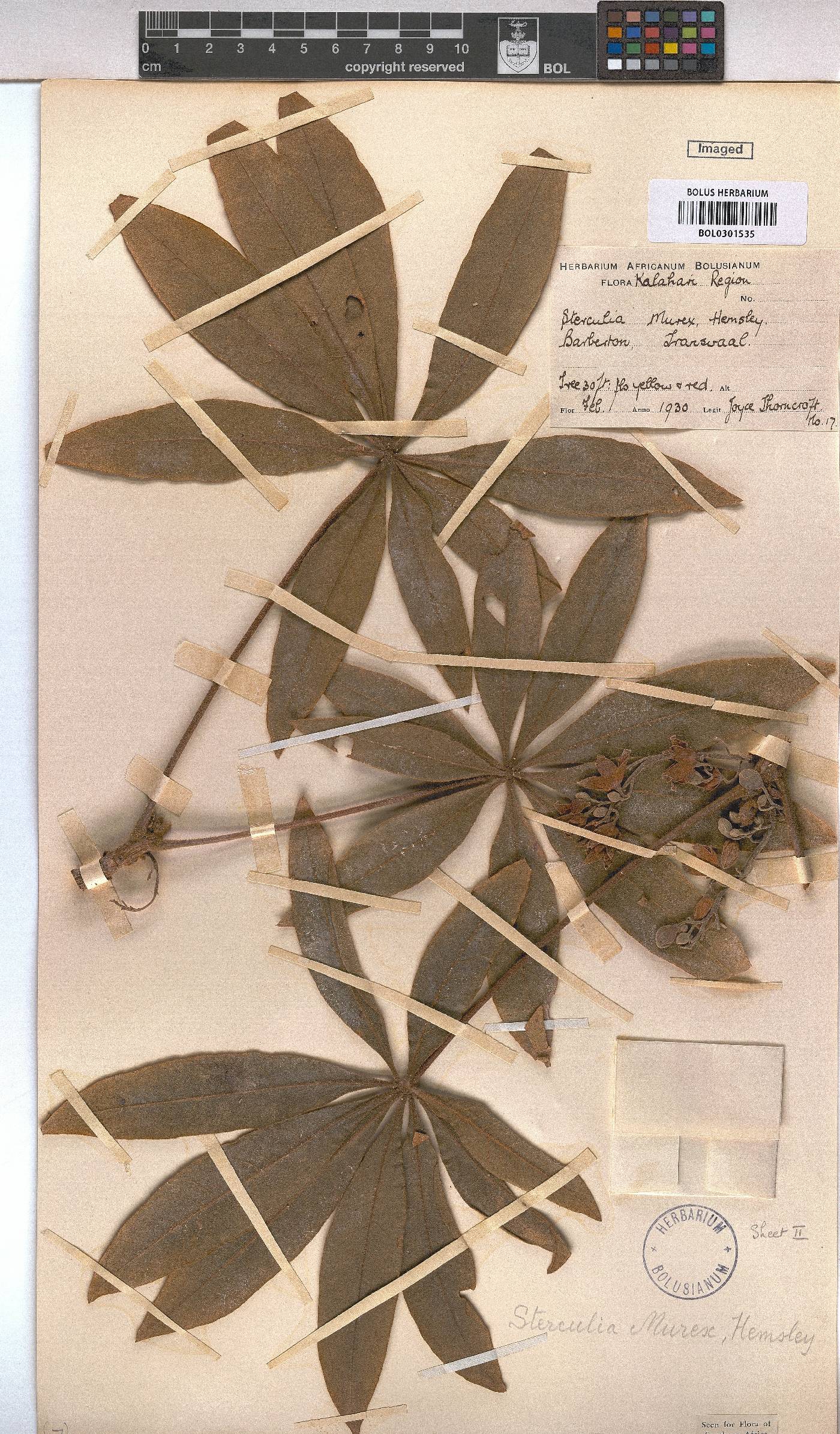 Sterculia murex image