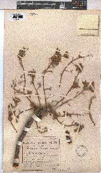 Sterculia murex image