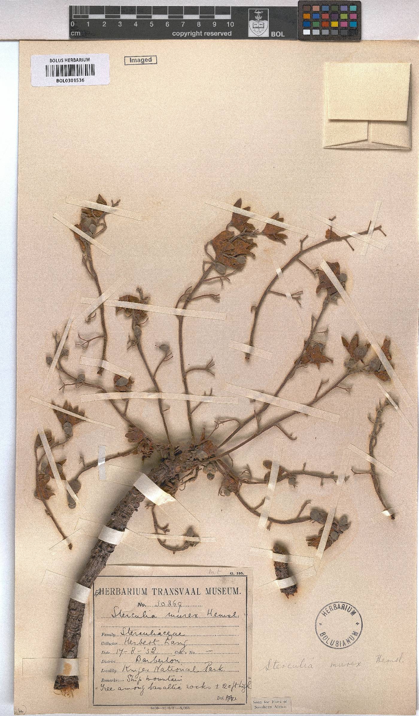 Sterculia image
