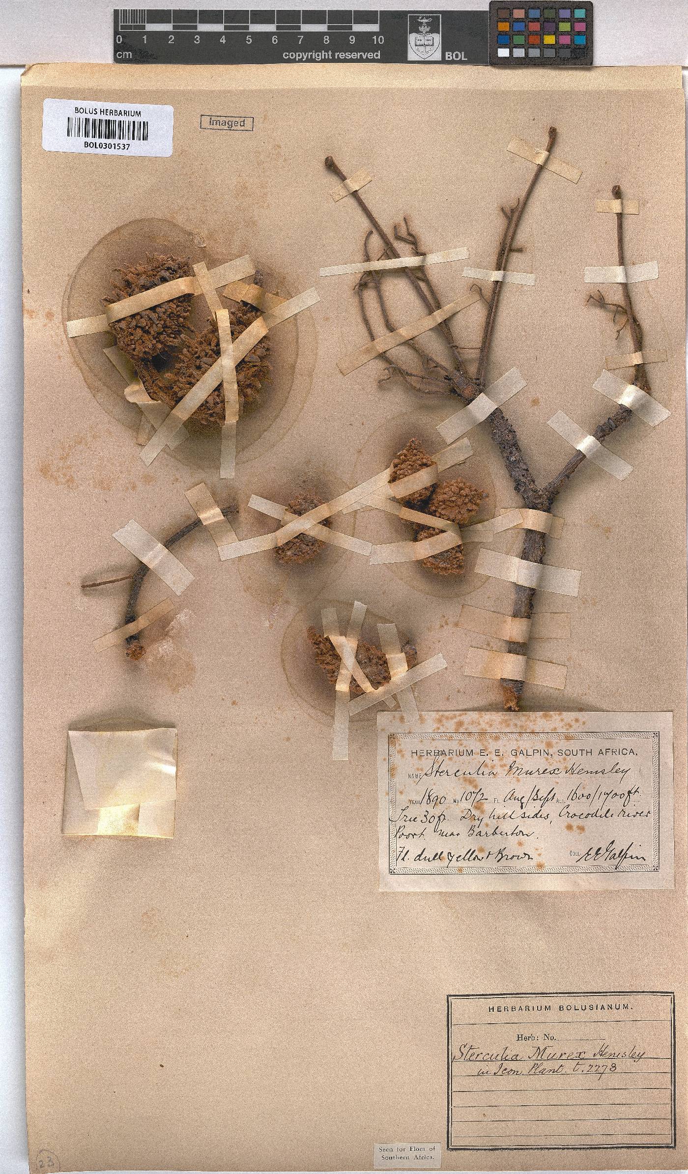 Sterculia murex image