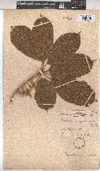 Image of Sterculia tragacantha