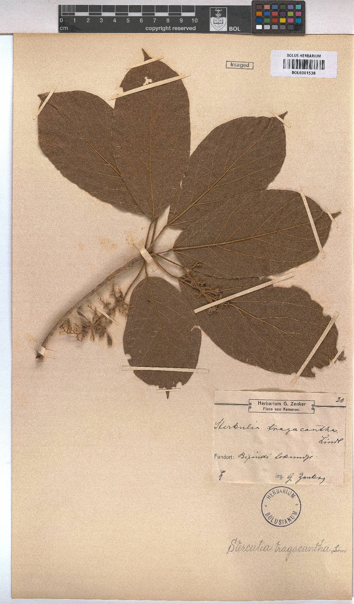 Sterculia tragacantha image