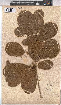 Sterculia tragacantha image