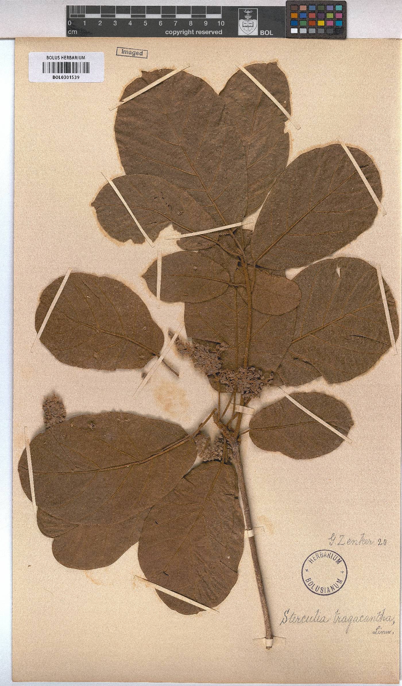 Sterculia tragacantha image