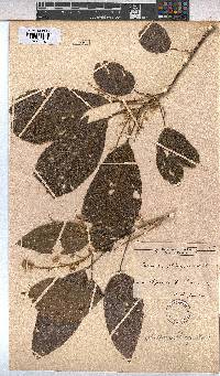 Image of Sterculia oblonga