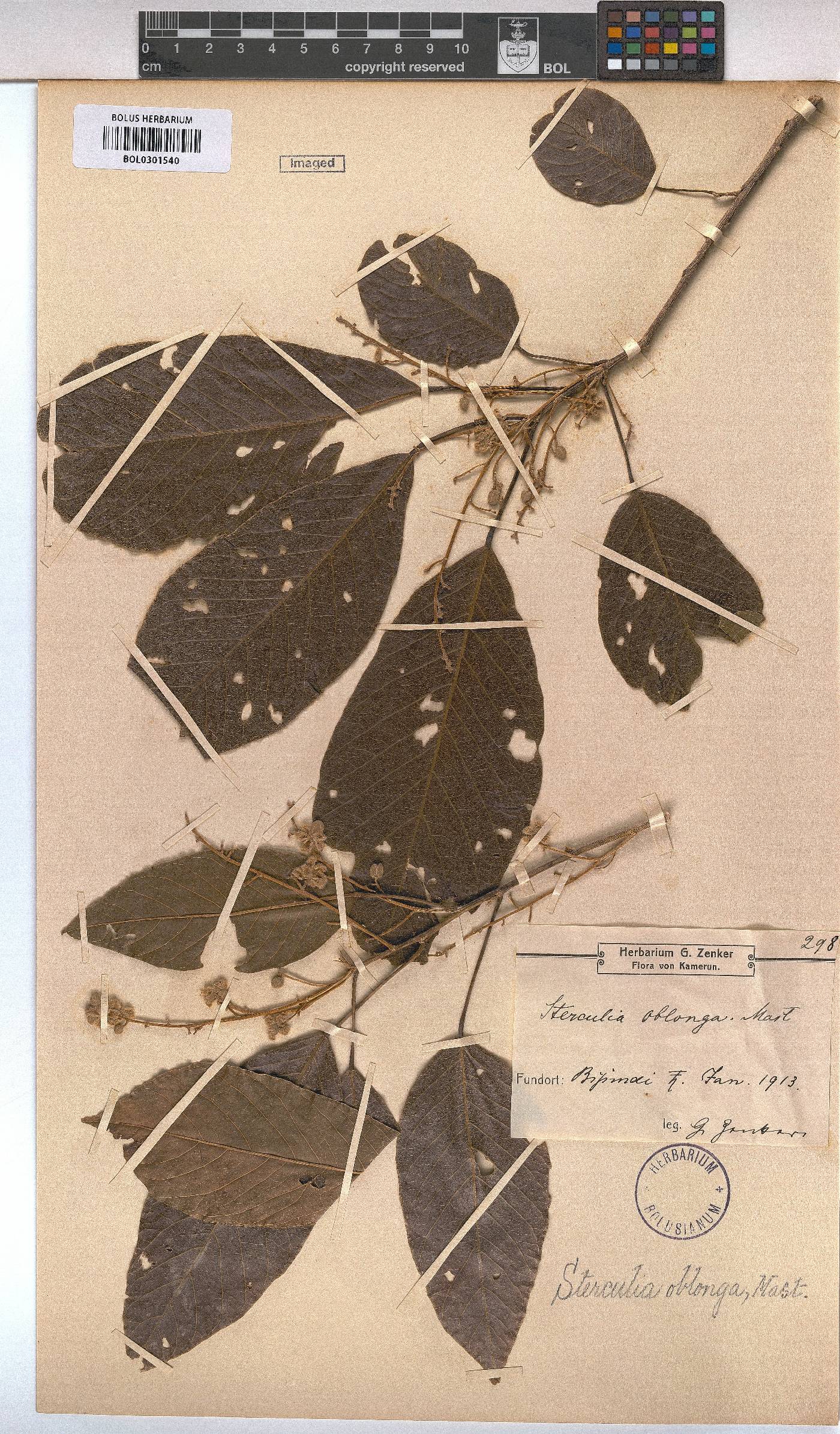 Sterculia oblonga image
