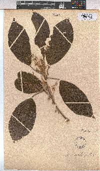 Sterculia oblonga image