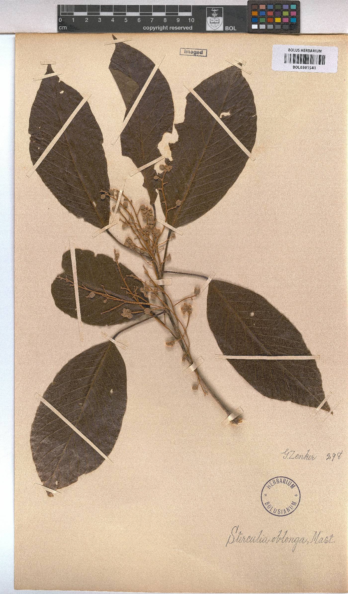 Sterculia oblonga image