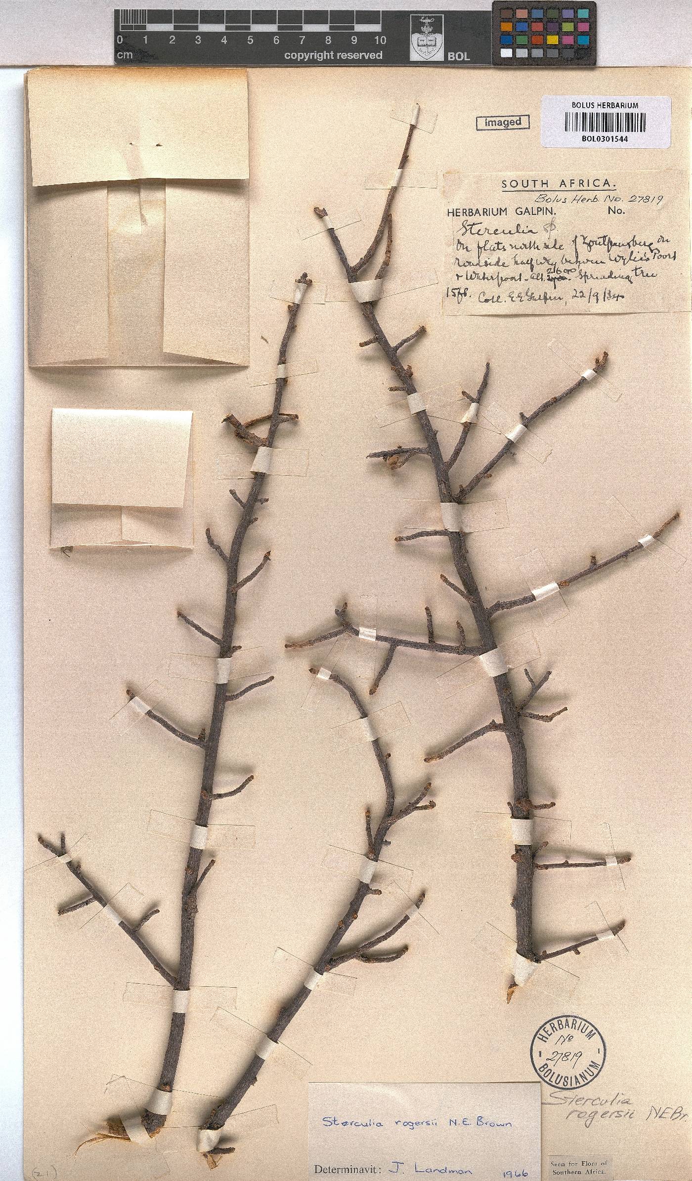 Sterculia rogersii image