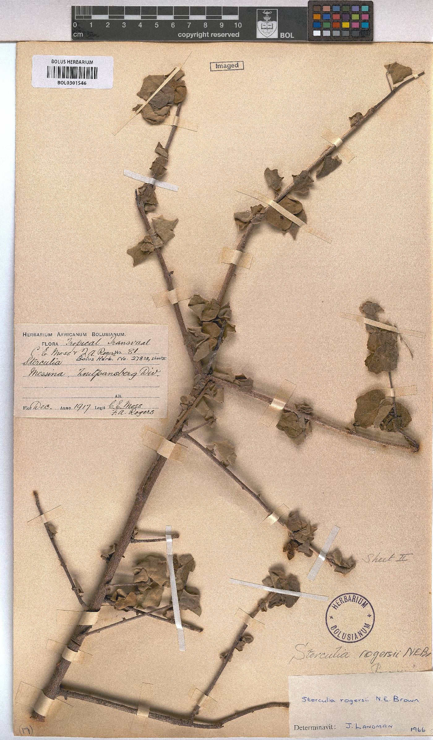 Sterculia rogersii image