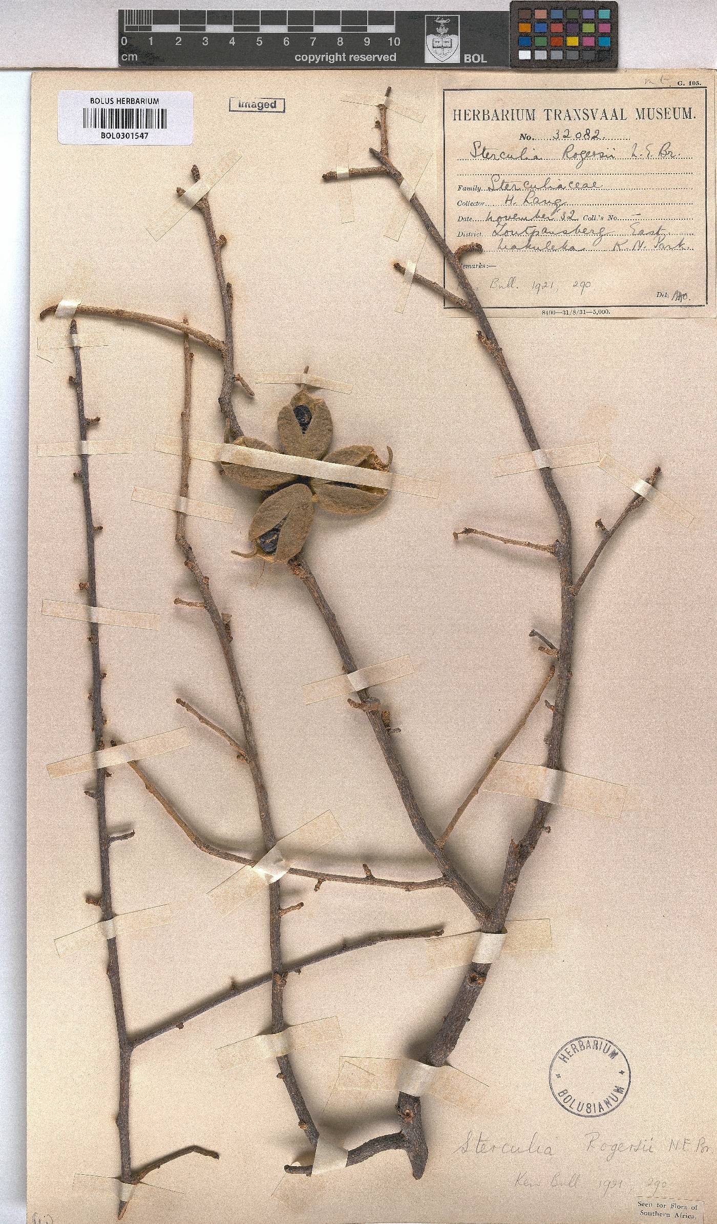 Sterculia image