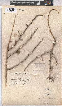Sterculia rogersii image