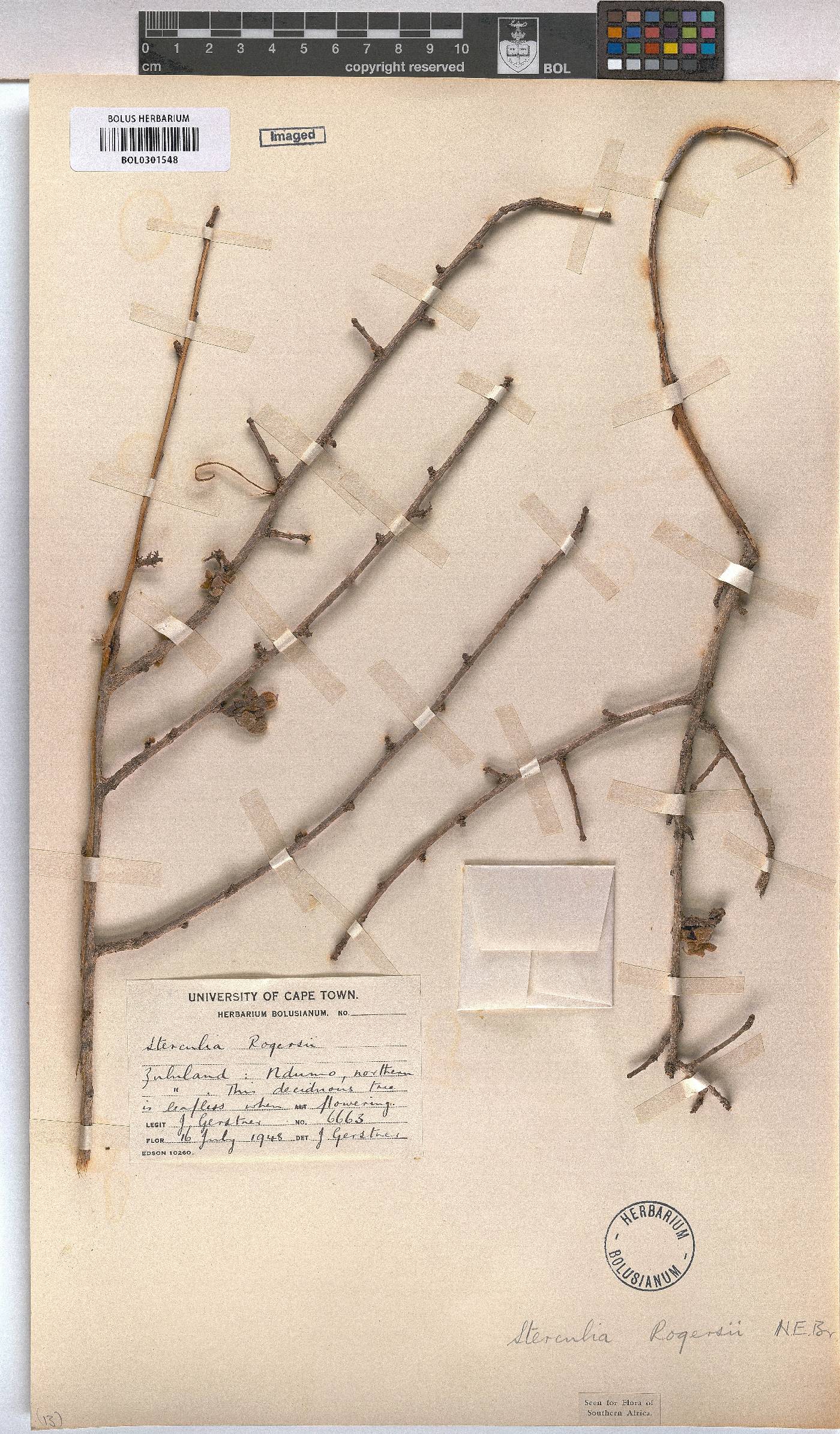 Sterculia rogersii image