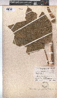 Image of Sterculia quinqueloba