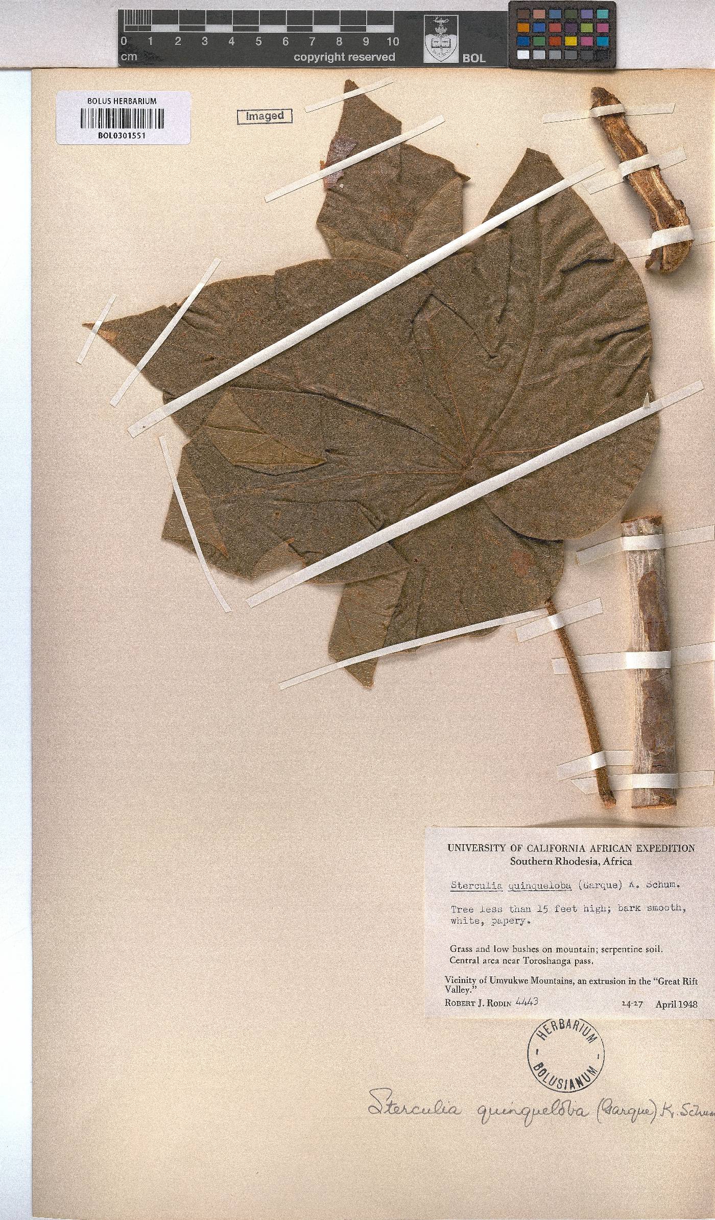 Sterculia quinqueloba image