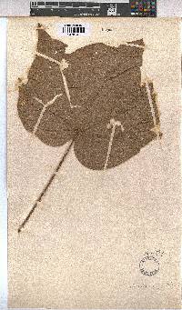 Sterculia quinqueloba image