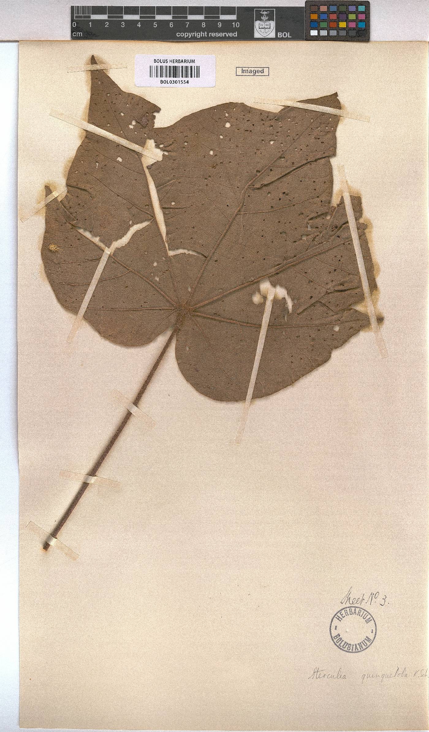 Sterculia quinqueloba image