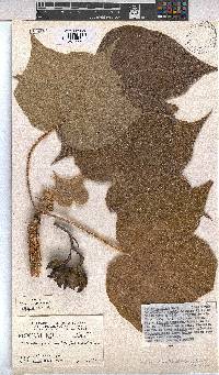 Sterculia quinqueloba image