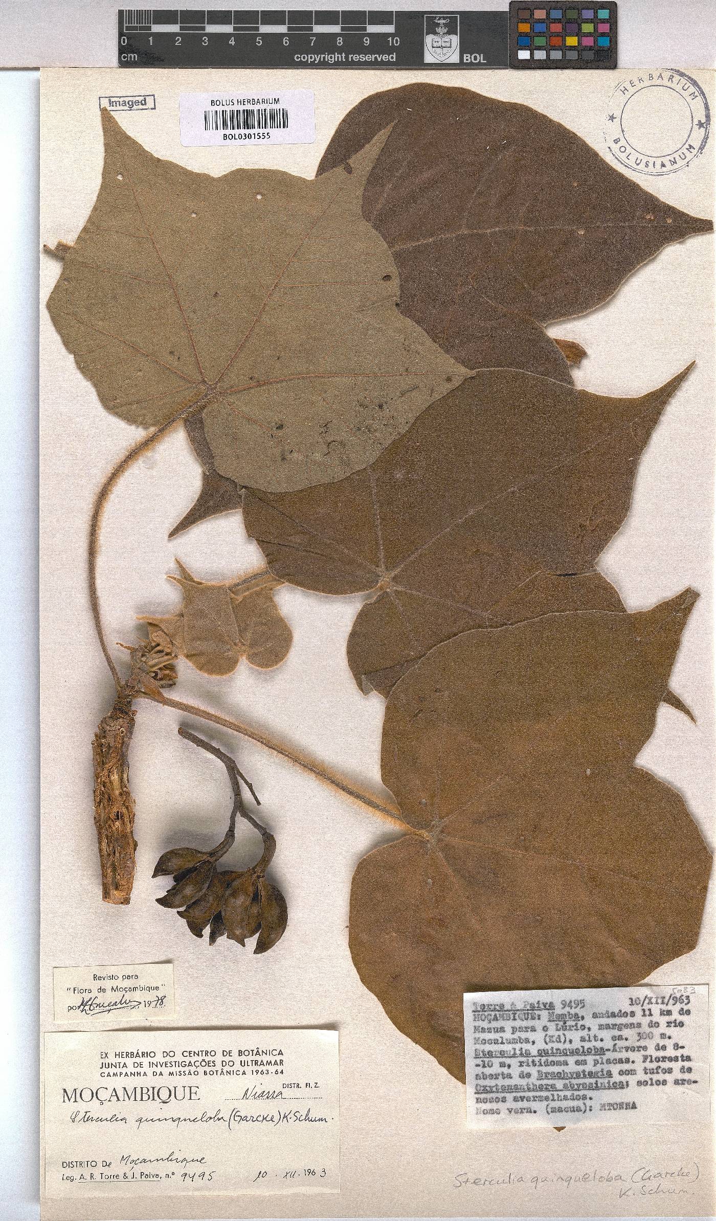 Sterculia quinqueloba image