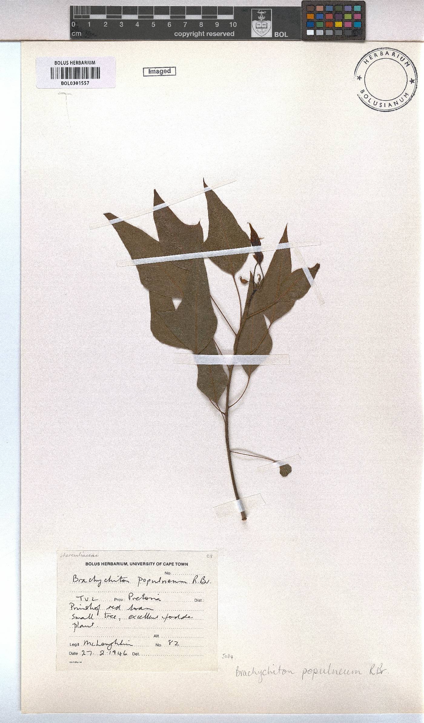 Brachychiton populneus image