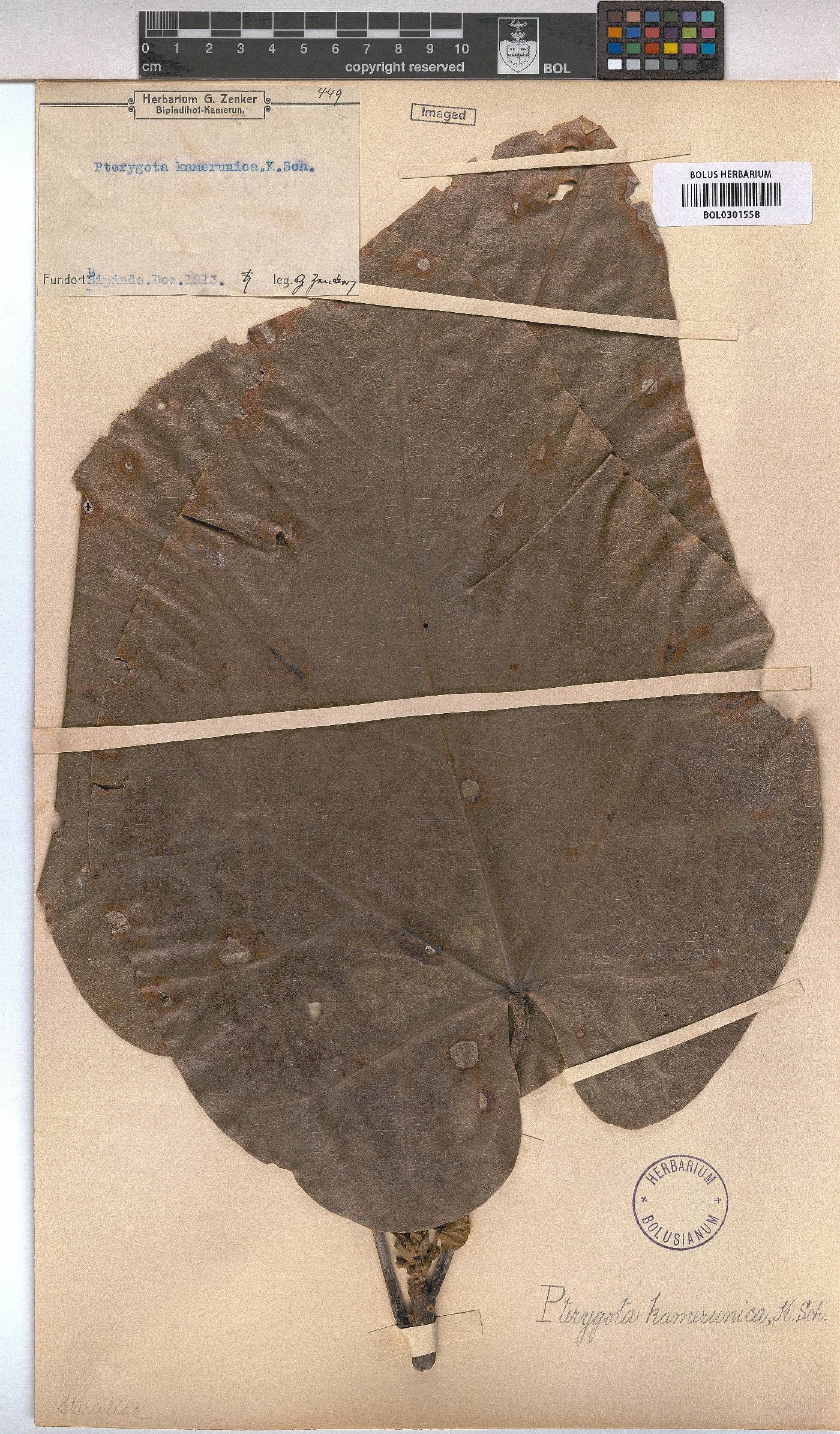 Pterygota kamerunensis image