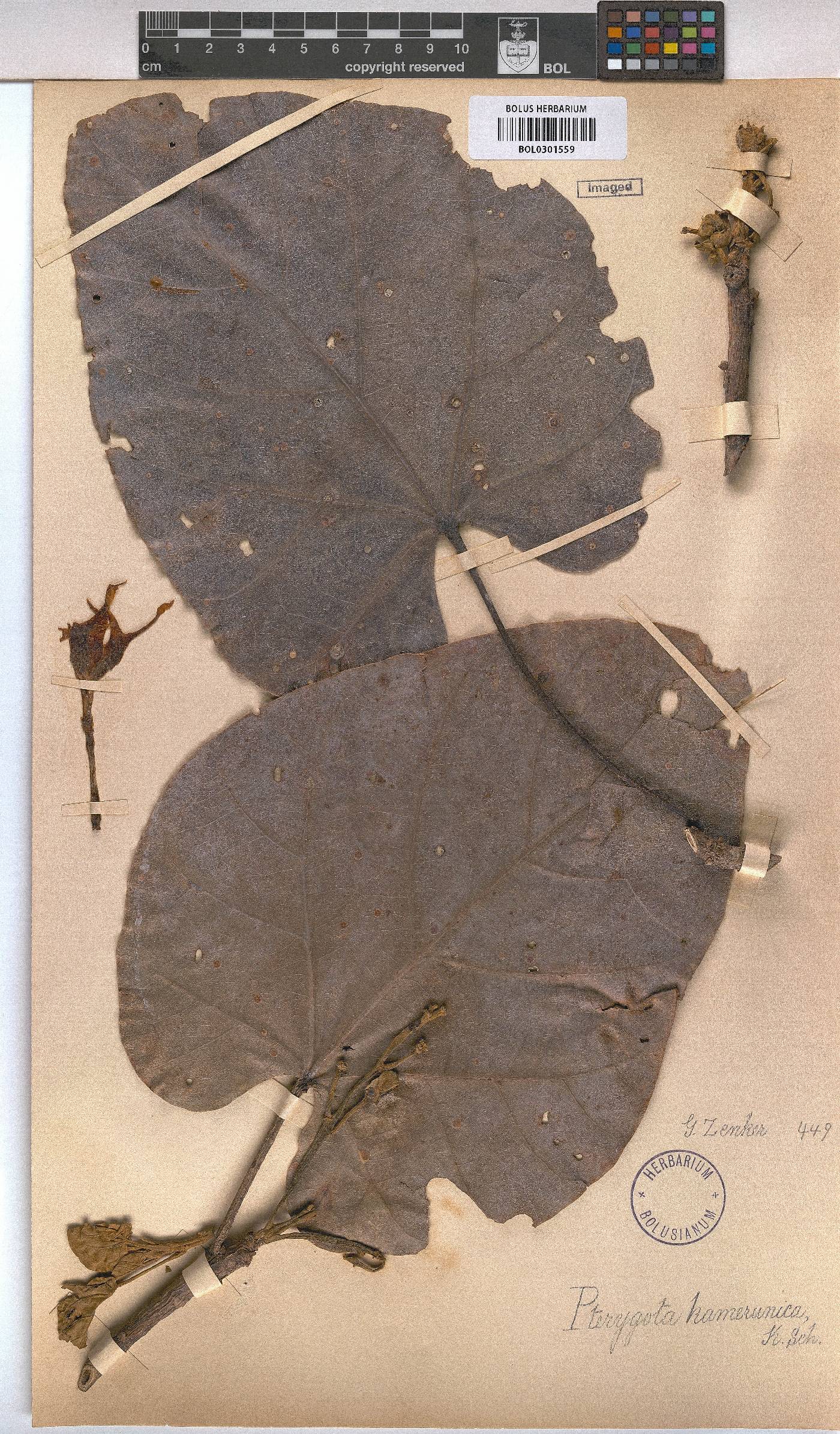 Pterygota kamerunensis image