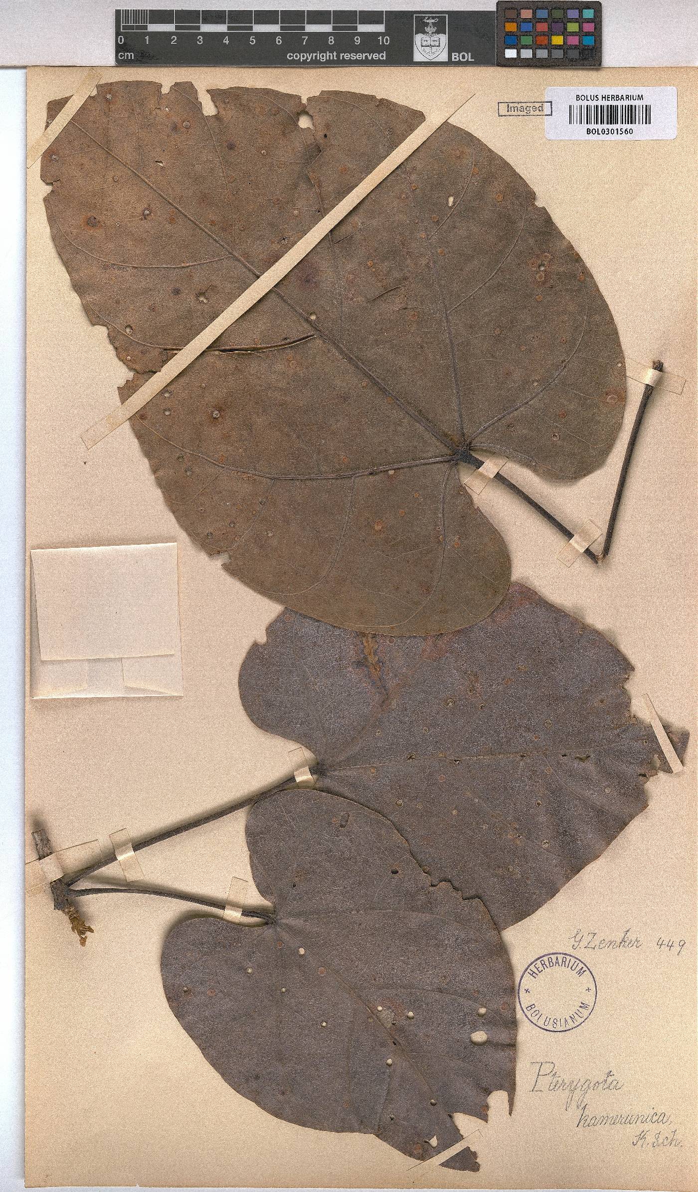 Pterygota image