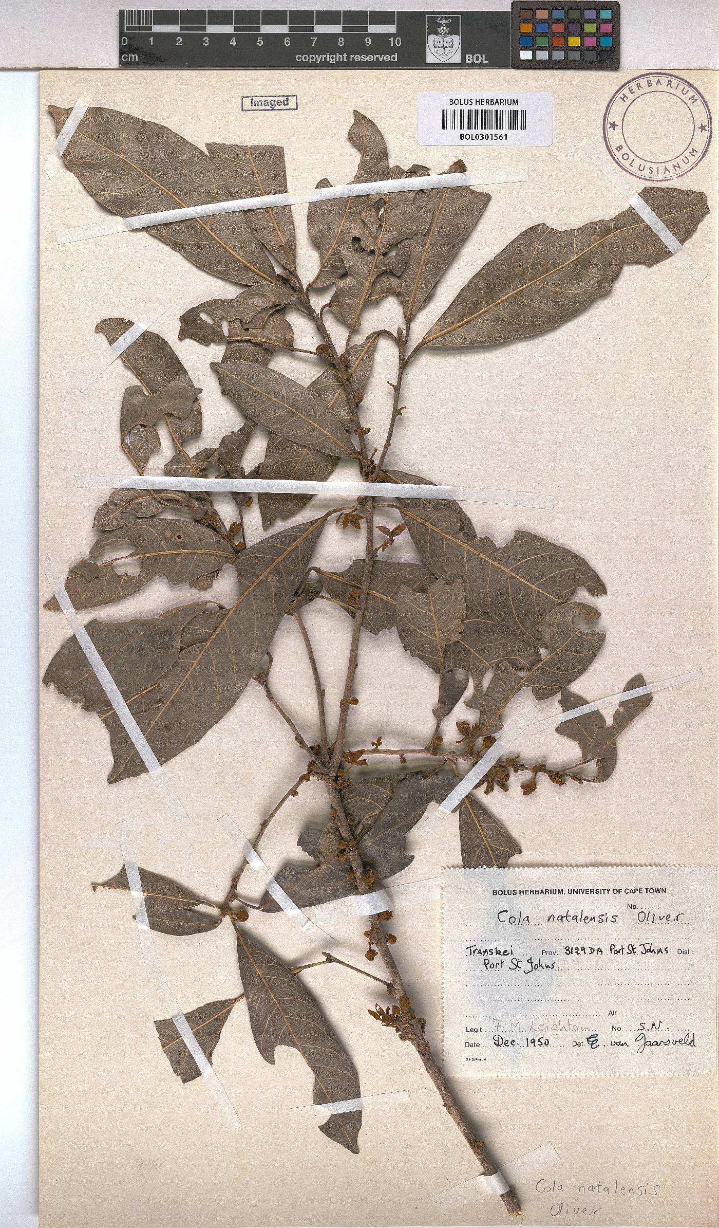 Cola natalensis image