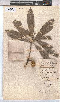 Cola natalensis image