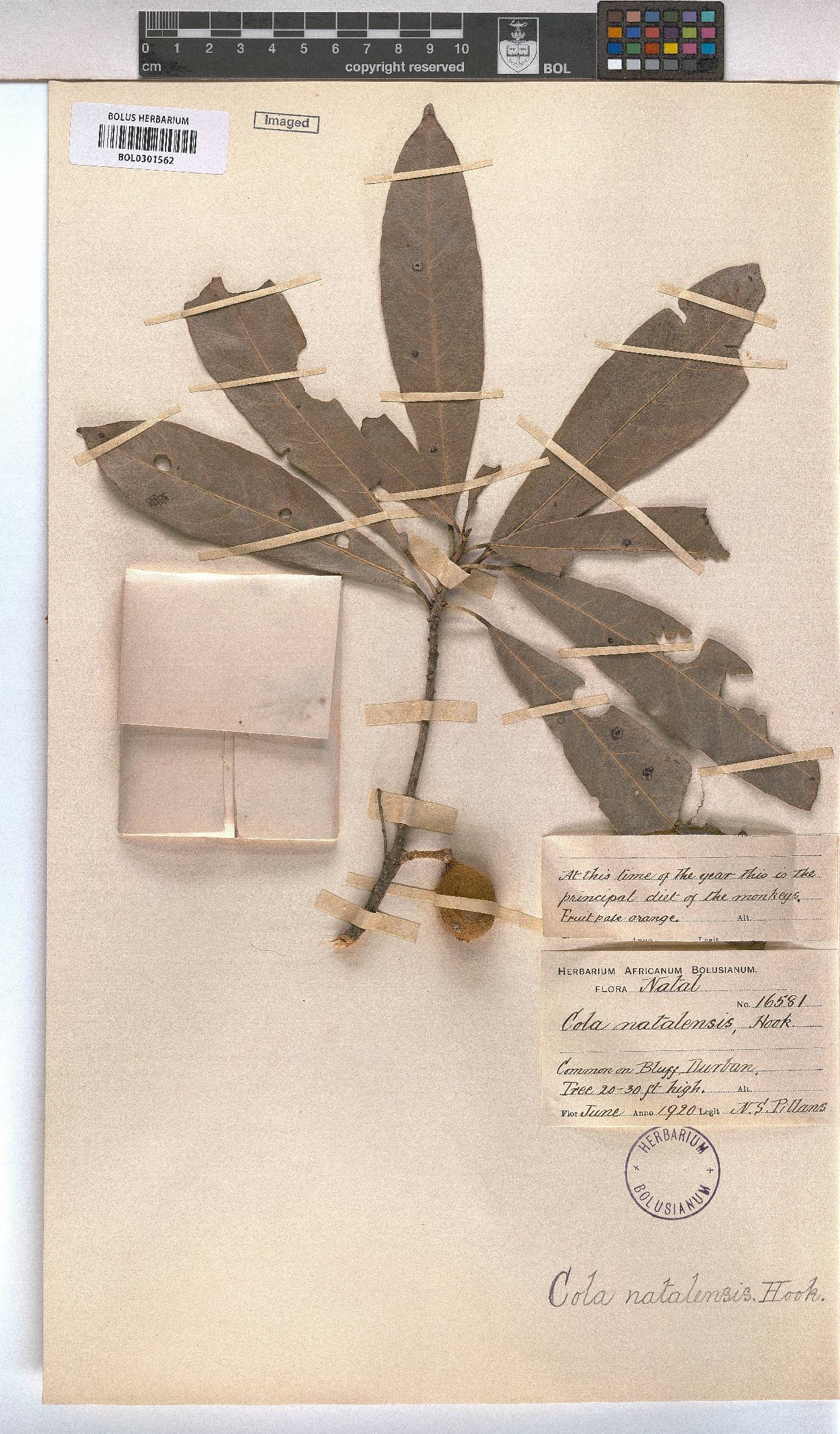 Cola natalensis image