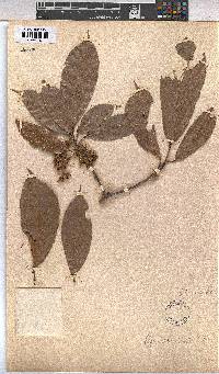 Image of Cola acuminata