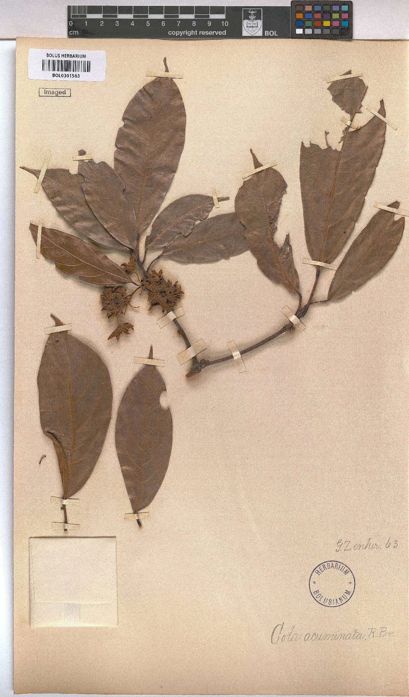 Cola acuminata image