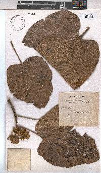 Image of Cola cordifolia
